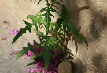 青龙寺第 15 张图片