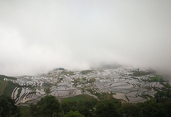 多依树梯田第 22 张图片