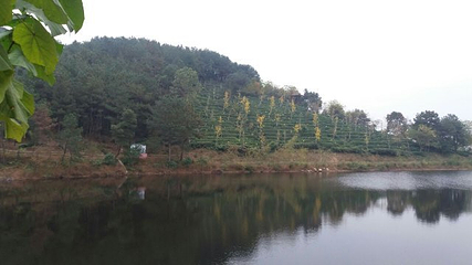 花乡茶谷旅游景区第 52 张图片