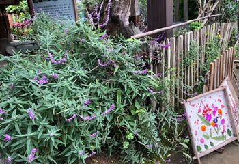 曼掌村第 10 张图片