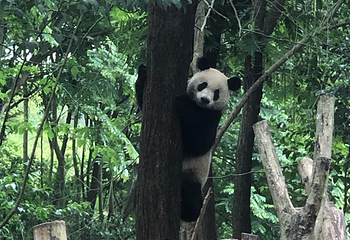 成都大熊猫繁育研究基地第 812 张图片