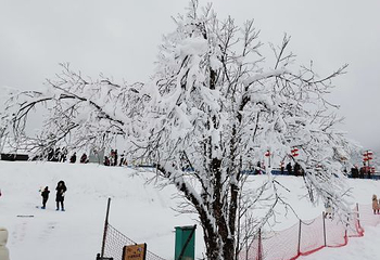 西岭雪山大飞水风景区第 48 张图片
