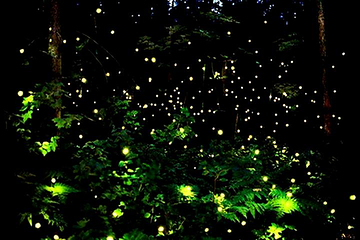 萤火虫奇趣体验馆第 37 张图片