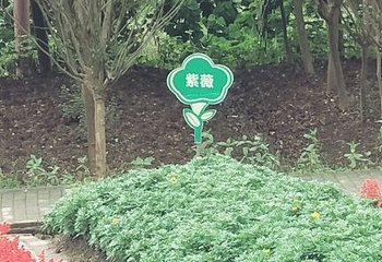 凤凰花海第 33 张图片