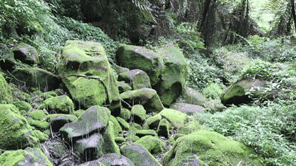 桫椤峡谷景区第 15 张图片