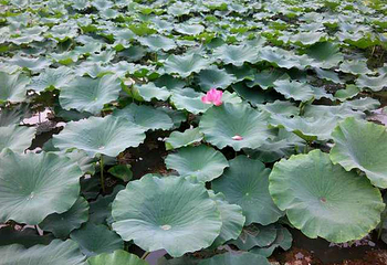 如月湖湿地公园第 14 张图片