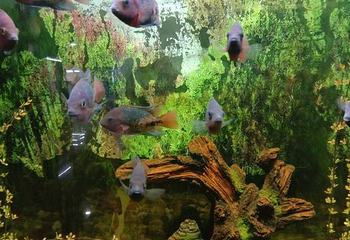 绵阳海底世界第 27 张图片