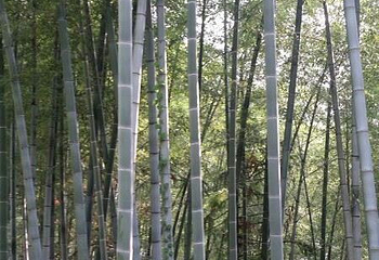 湖北三角山旅游度假区第 52 张图片
