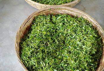 稗子刘家茶园第 7 张图片