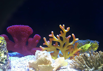 上海海洋水族馆第 213 张图片