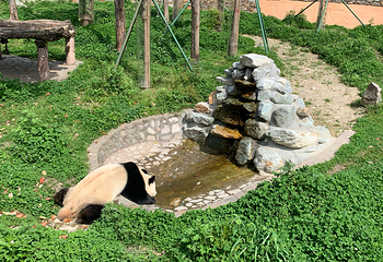 卧龙中华大熊猫苑神树坪基地第 81 张图片
