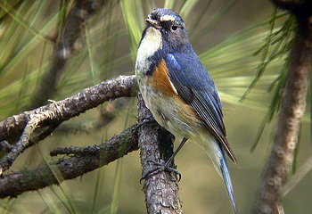 高黎贡山第 95 张图片