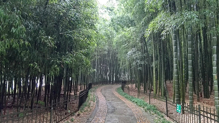 杭州植物园第 35 张图片