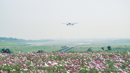 空港花田第 35 张图片