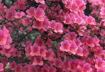 蔡甸消泗油菜花第 22 张图片