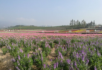 花田美地第 39 张图片