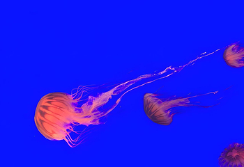 上海海洋水族馆第 227 张图片