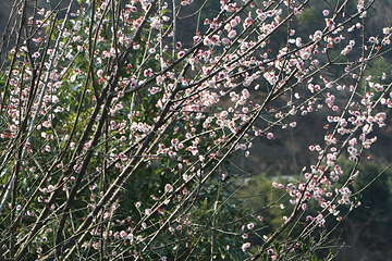 峙山公园第 6 张图片