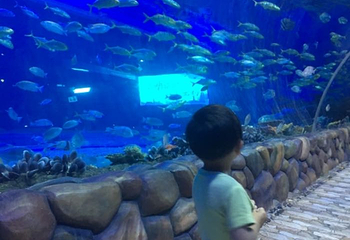 华夏文旅海洋公园第 32 张图片