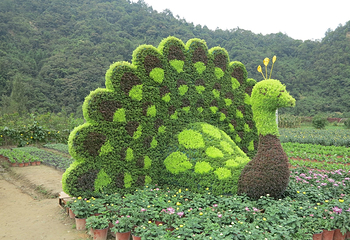 千菊百卉园（菊花文化节）第 13 张图片