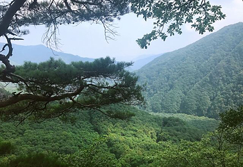 五女峰国家森林公园第 21 张图片