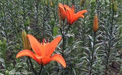 丁香科技博览园薰衣草观赏/花海节第 9 张图片