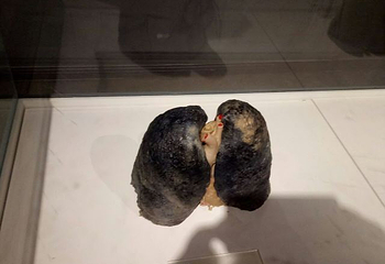 生命奥秘博物馆第 38 张图片