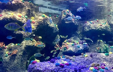 沙沙哗啦海洋馆第 12 张图片