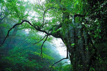 大熊山国家森林公园第 31 张图片