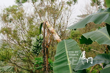 厦门园林植物园-五老峰第 28 张图片