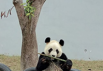 中国竹艺城第 6 张图片