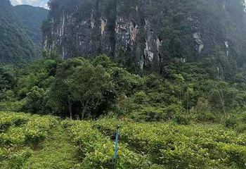 万山朝王第 15 张图片