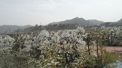 什川古梨园第 29 张图片