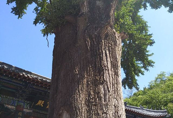 冠世榴园青檀景区第 34 张图片