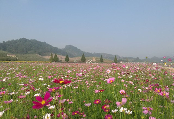 花田美地第 14 张图片
