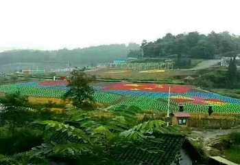 凤凰塘桥香薰山谷第 6 张图片