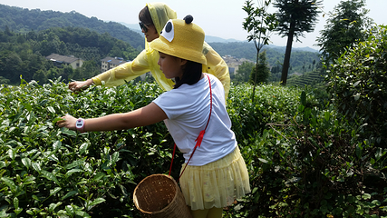 茶溪谷第 89 张图片