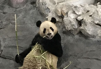 下渚湖熊猫园第 28 张图片