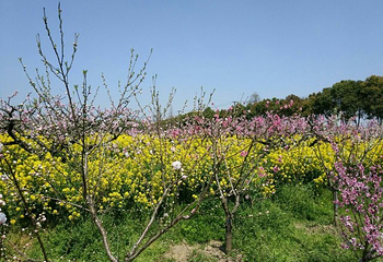南汇桃花村第 28 张图片