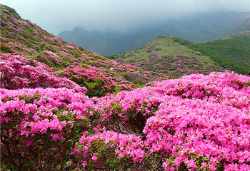 碧塔海景区第 11 张图片