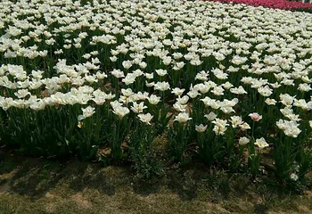鄢陵五彩大地景区第 23 张图片