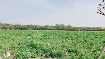 普兰斯薰衣草庄园第 26 张图片