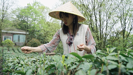 蒙顶山第 179 张图片