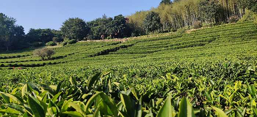 雁南飞茶田景区第 57 张图片