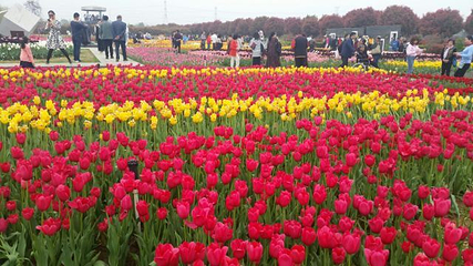 武汉农业集团郁金香主题公园第 79 张图片