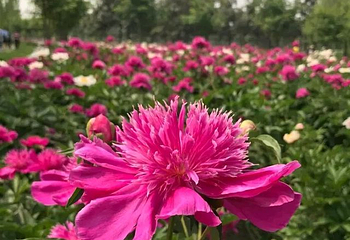 扬州芍药园第 16 张图片
