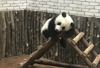 安澜桥第 19 张图片