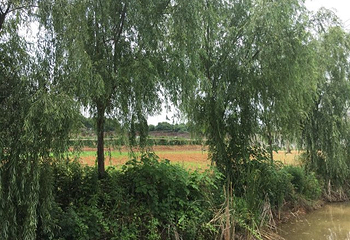 梁湖漫乡旅游度假区第 11 张图片