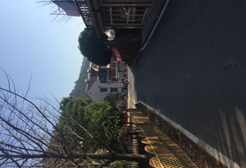 古银杏长廊第 4 张图片