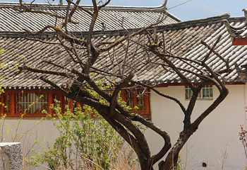 玉峰寺第 8 张图片